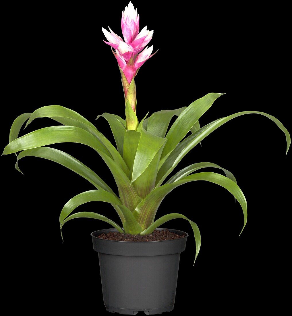 Guzmania 'Candy'