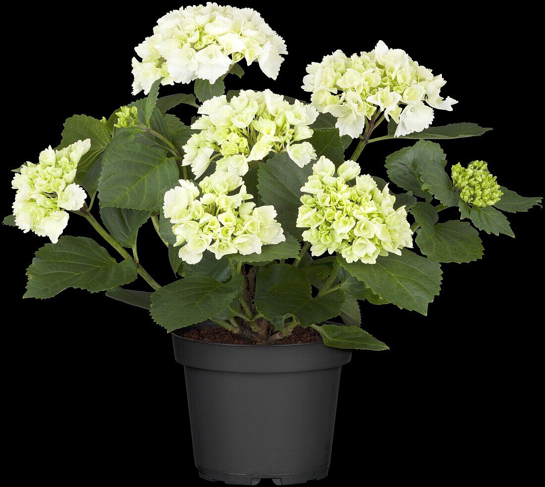 Hydrangea macrophylla, weiß