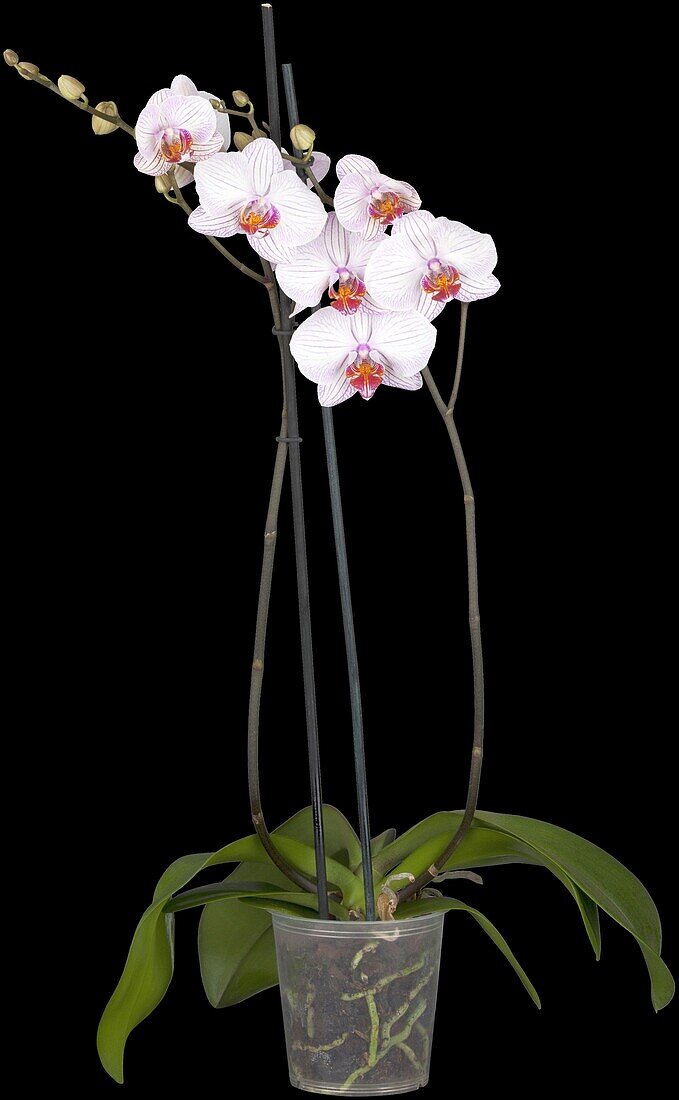 Phalaenopsis