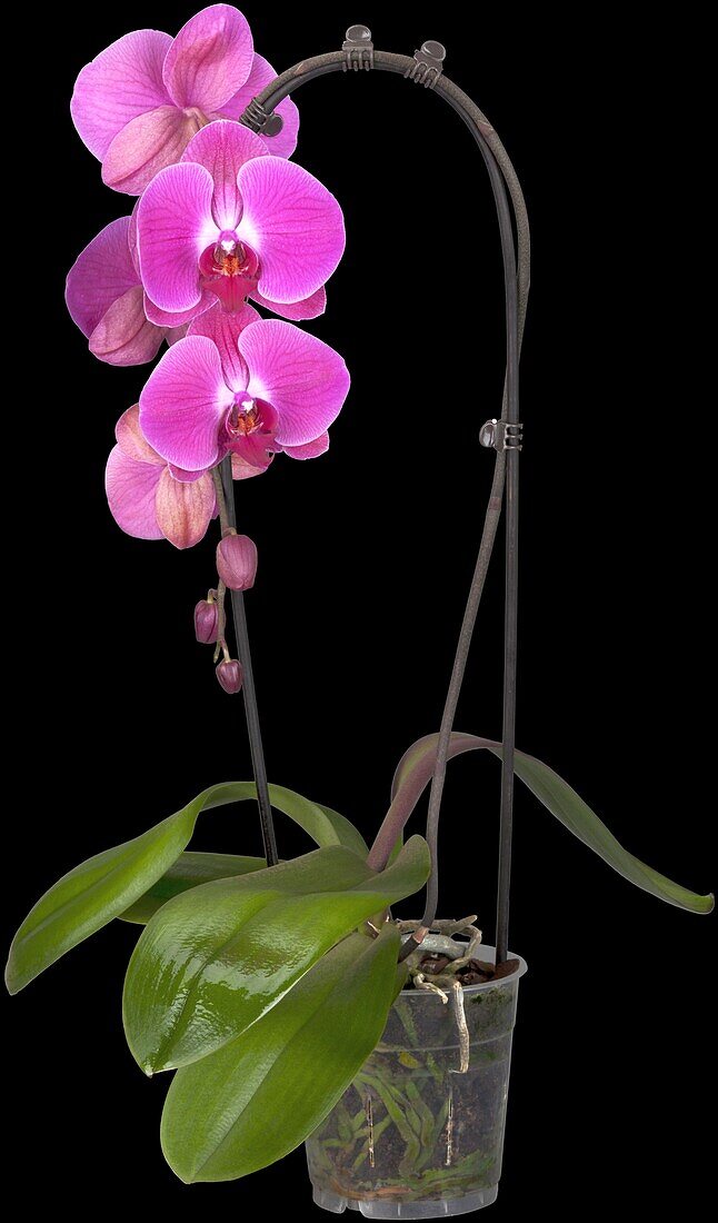 Phalaenopsis hybrid