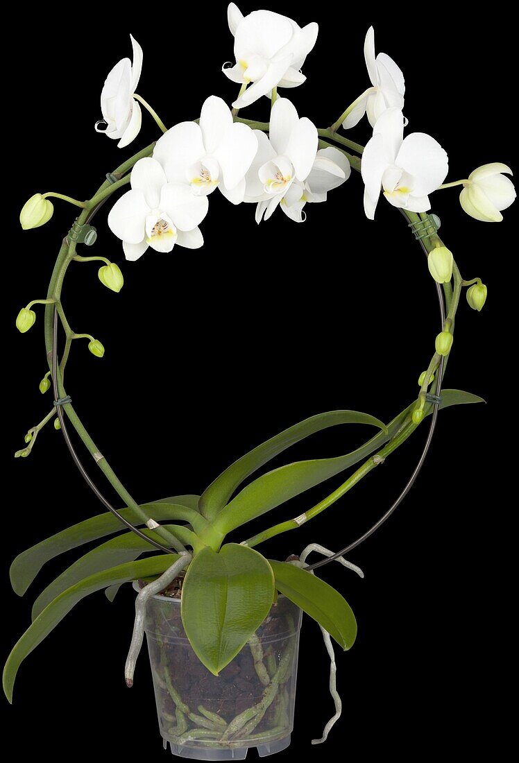 Phalaenopsis