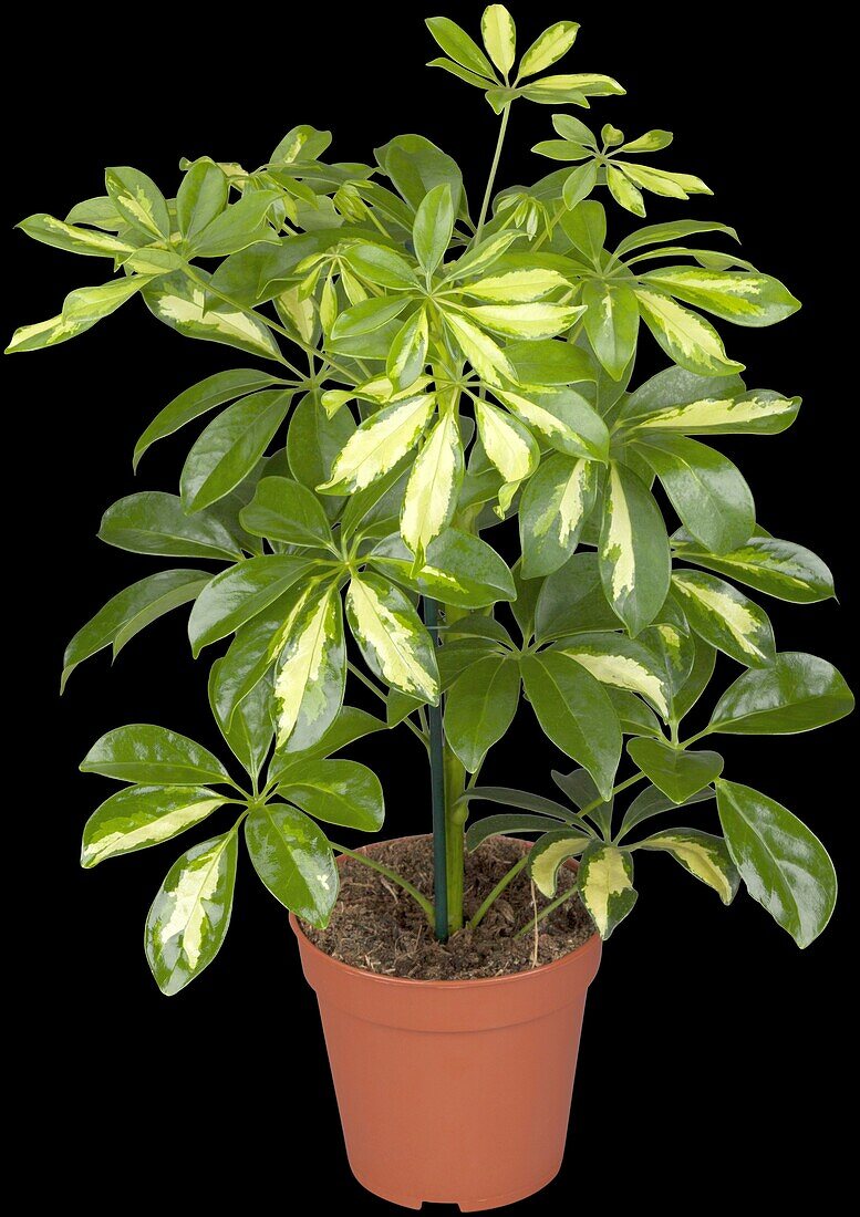 Schefflera arboricola 'Gerda'