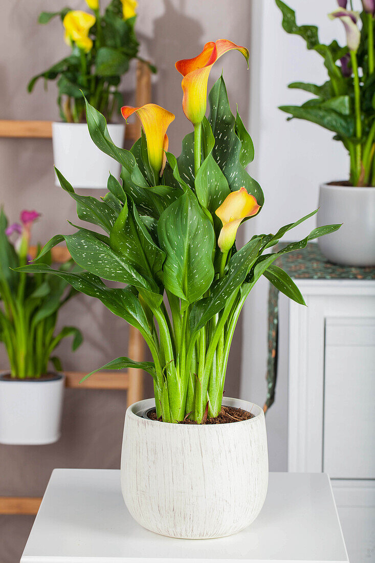 Zantedeschia aethiopica 'Picasso'