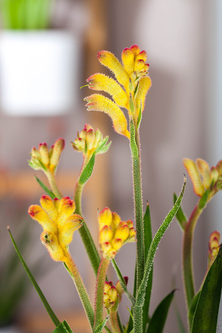 Anigozanthos