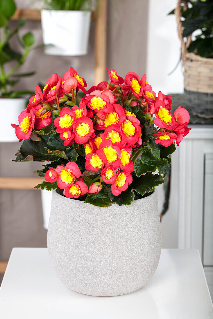 Begonia elatior 'Valentino'