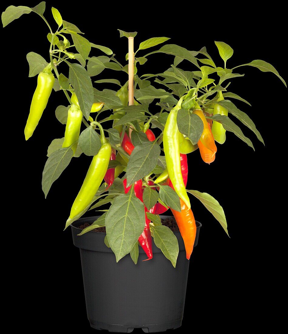 Capsicum annuum var. longum