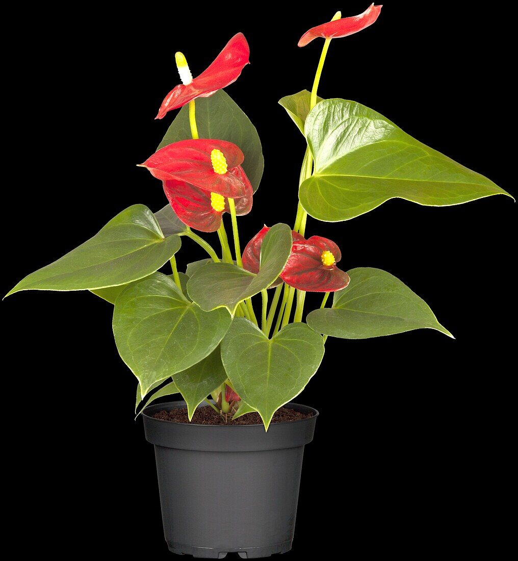 Anthurium x andreanum, red