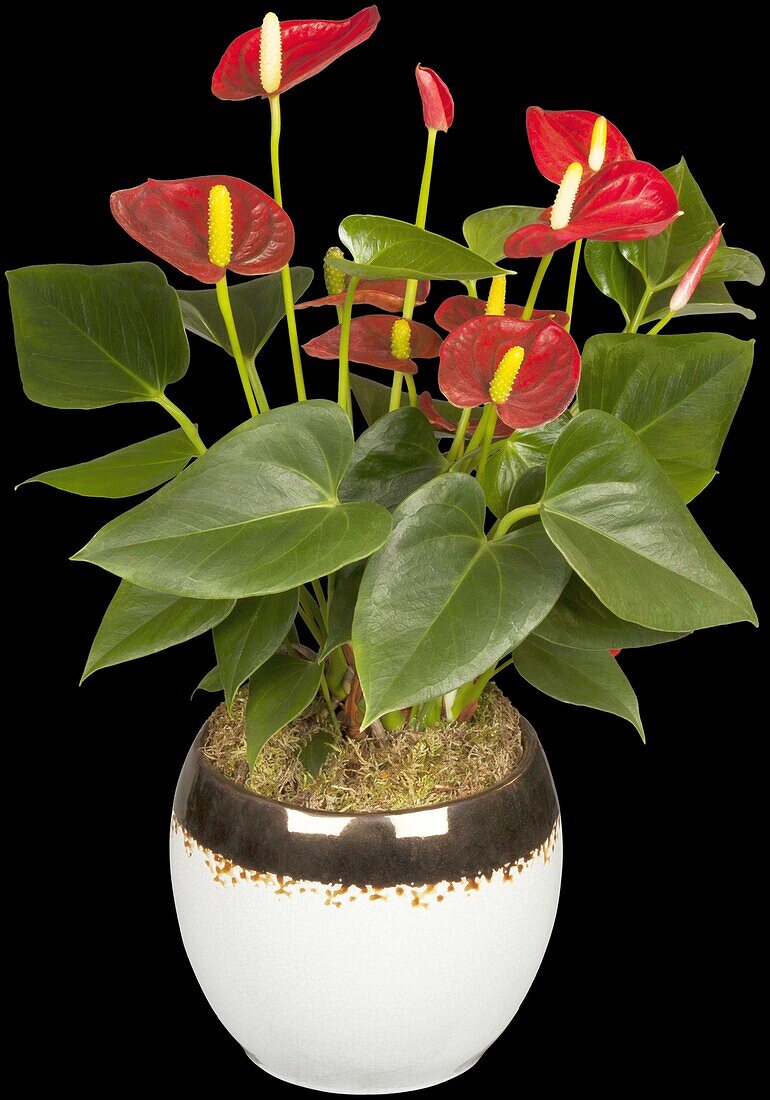 Anthurium x andreanum, red