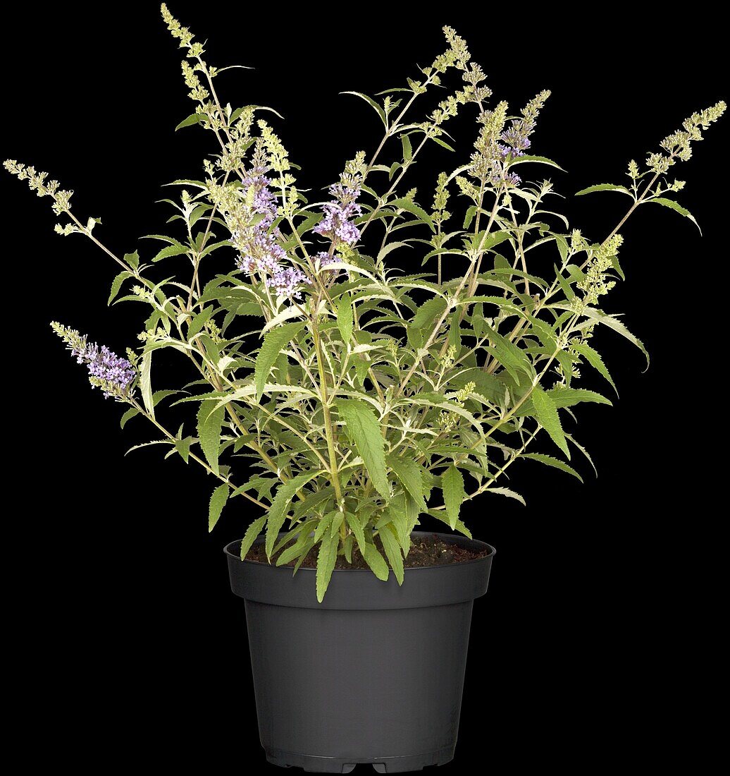 Buddleja BUZZ™