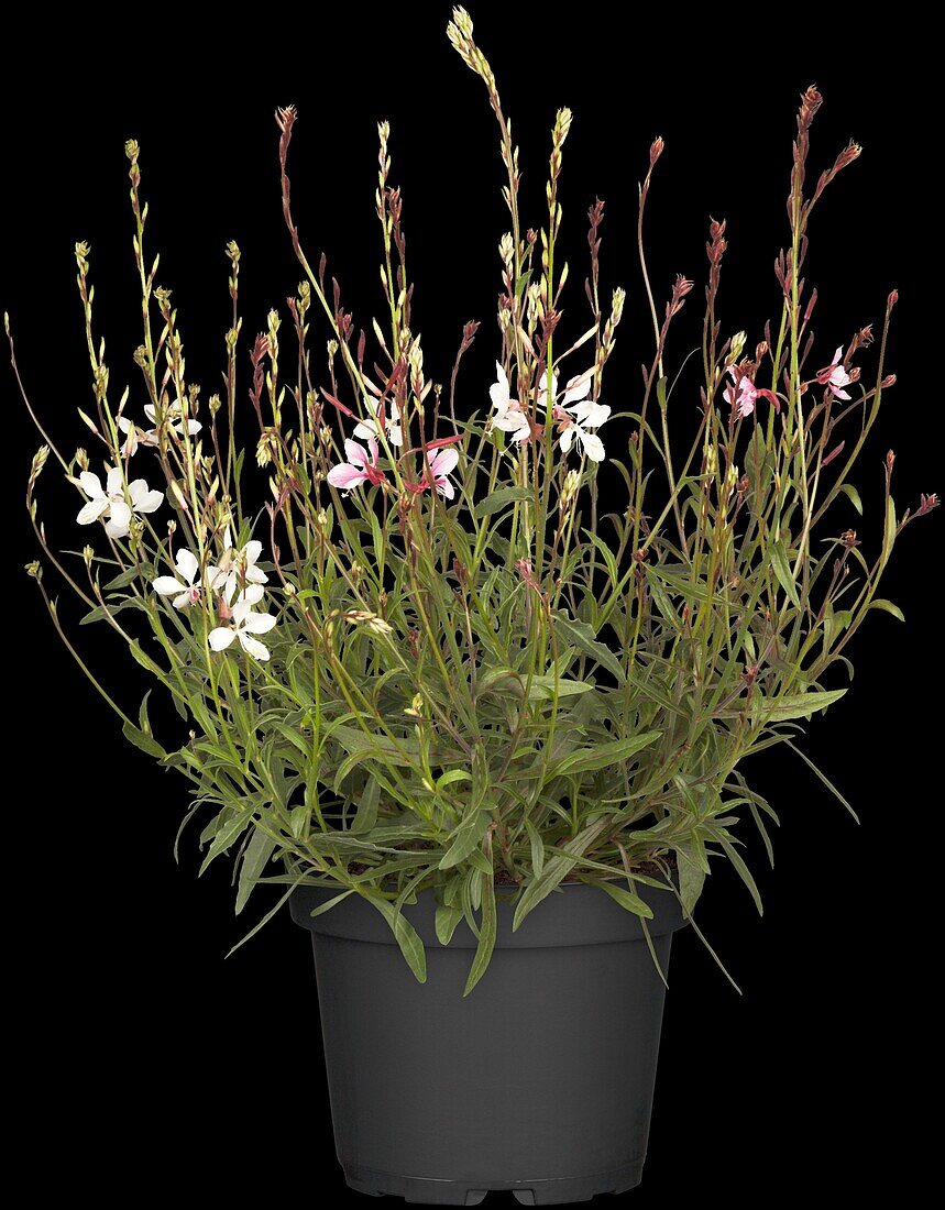 Gaura lindheimeri