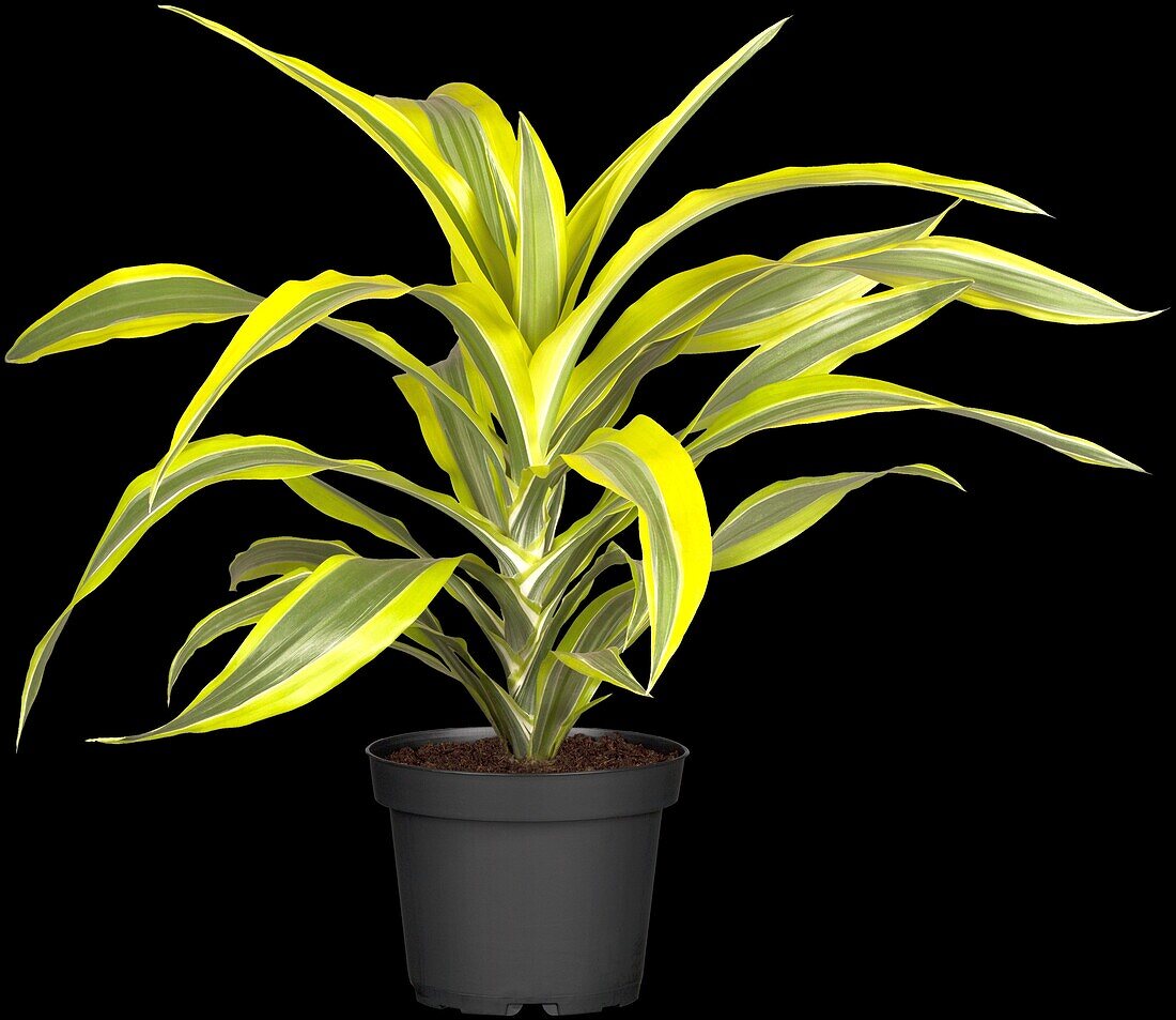 Dracaena fragrans 'Lemon Lime'