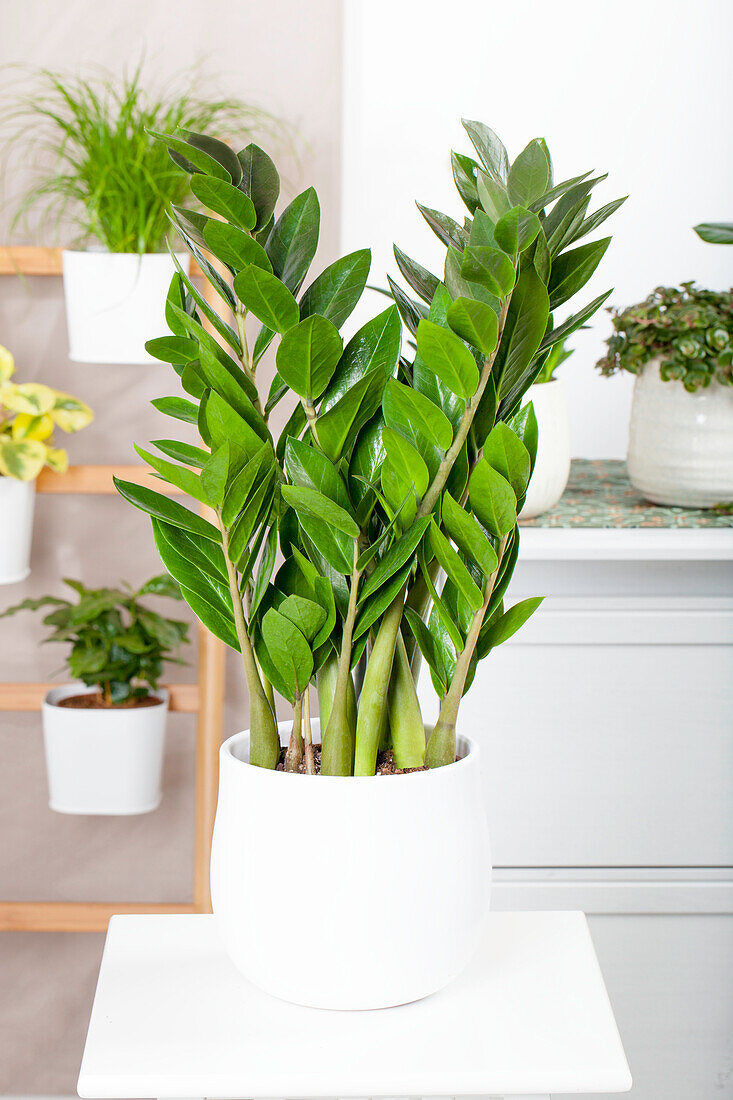 Zamioculcas zamiifolia