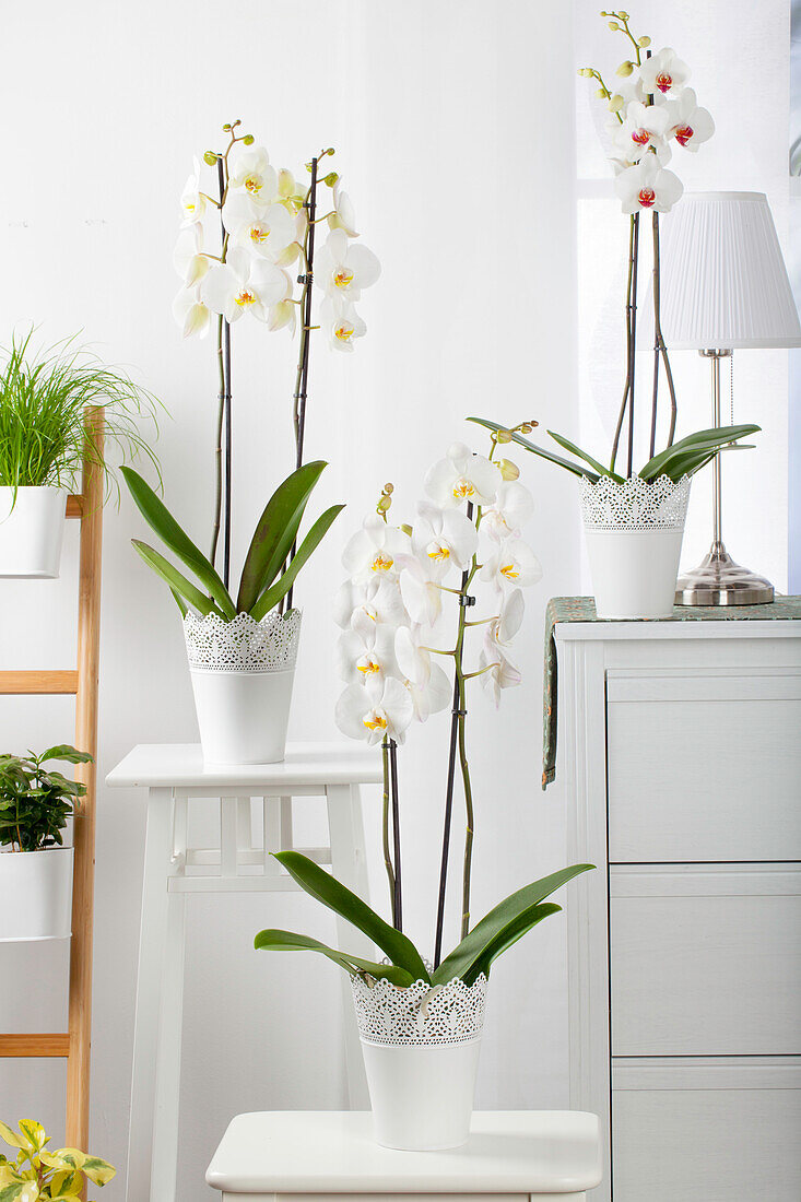 Phalaenopsis, white