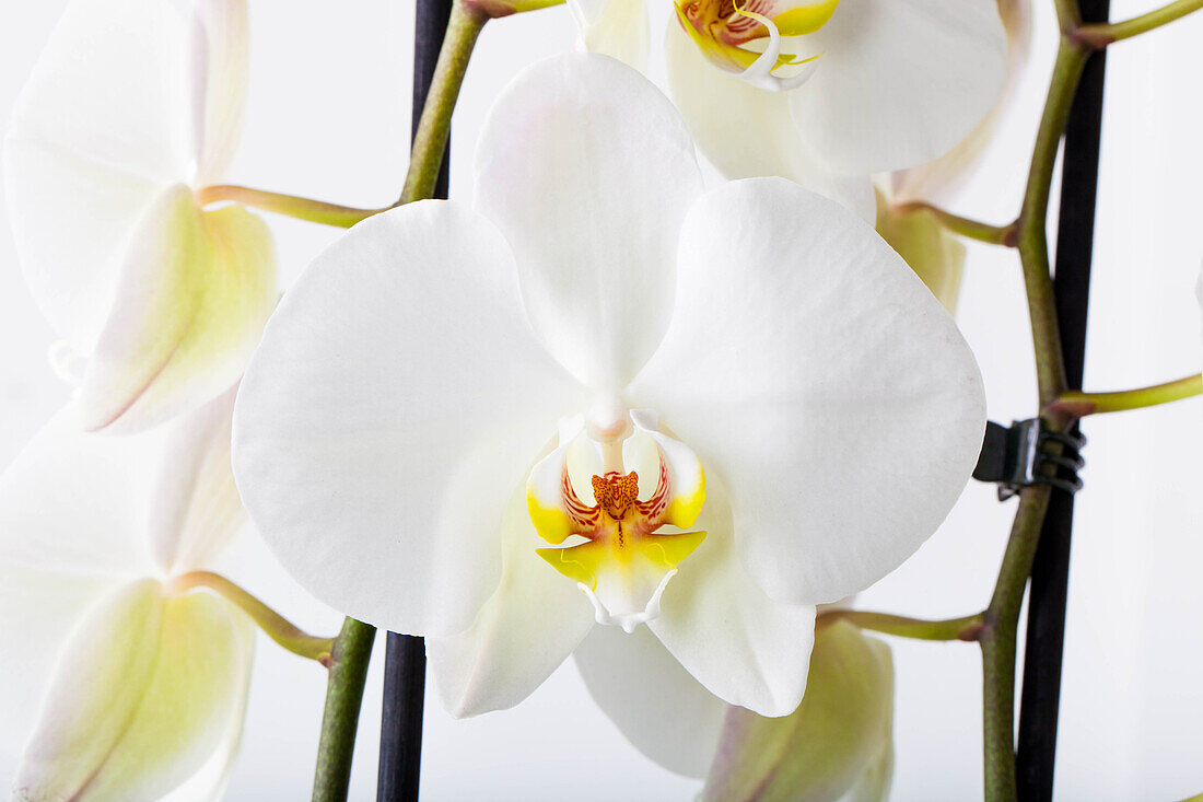 Phalaenopsis, white