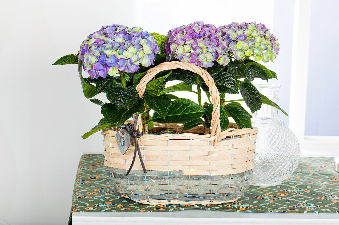 Hydrangea macrophylla, purple