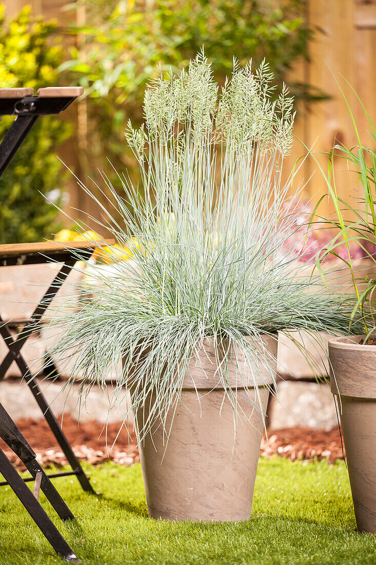 Festuca glauca 'Intense Blue'