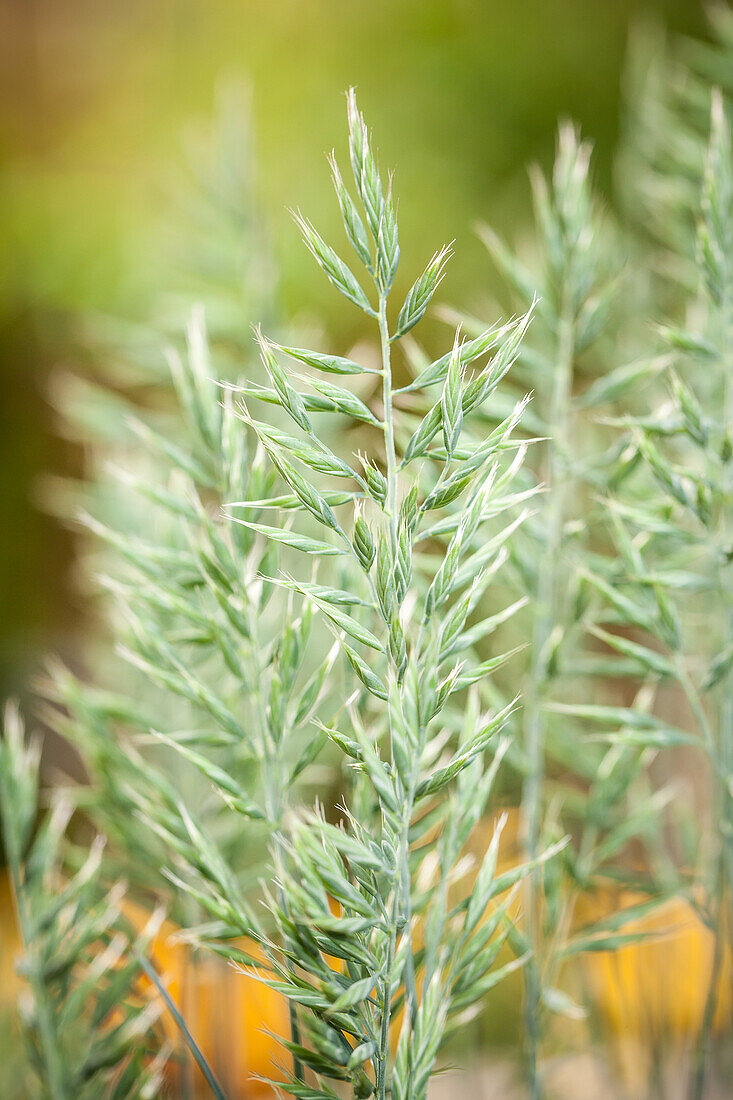 Festuca glauca 'Intense Blue' flowers