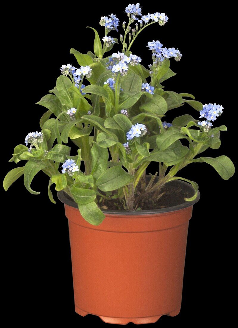 Myosotis sylvatica