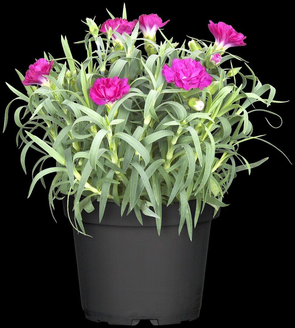 Dianthus caryophyllus