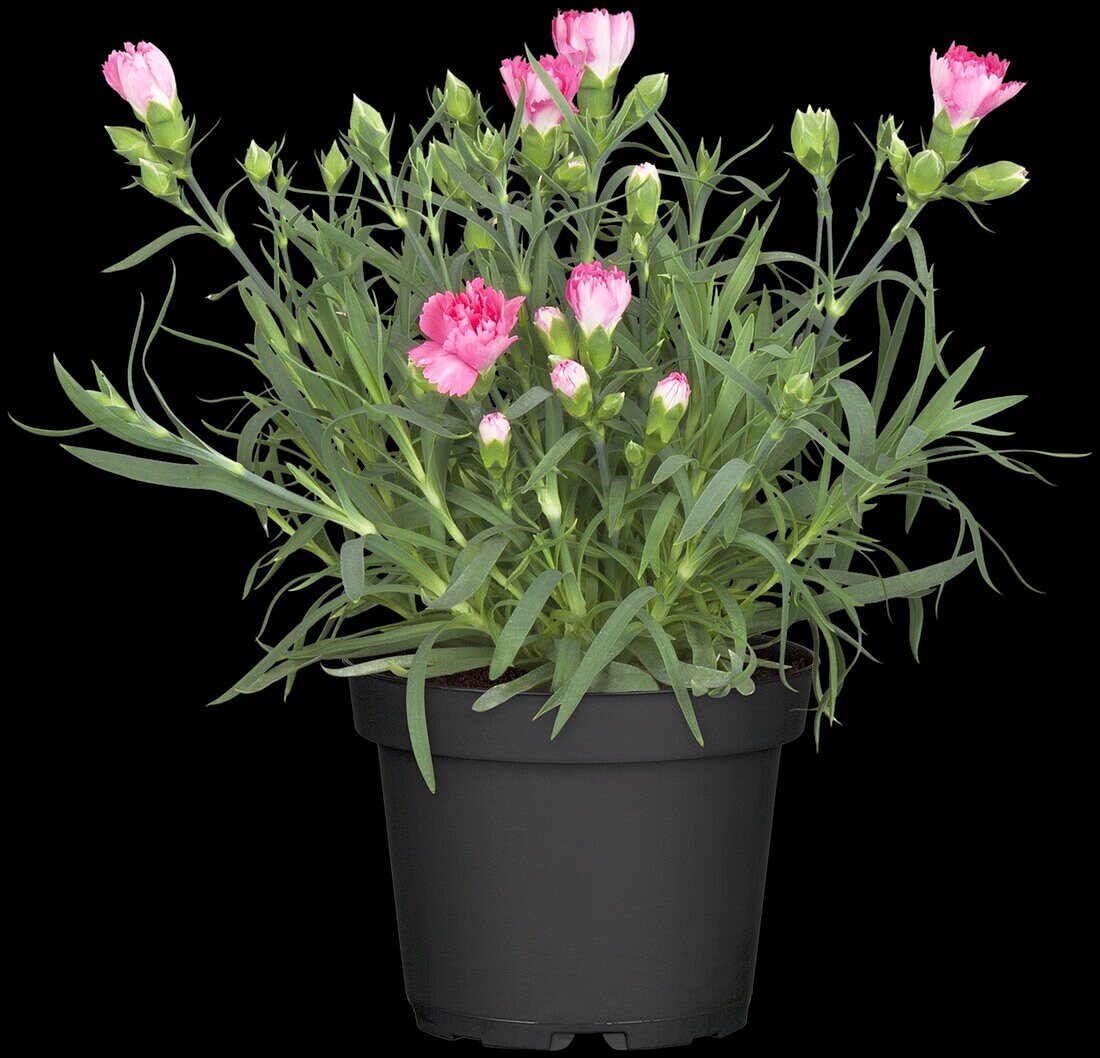 Dianthus caryophyllus