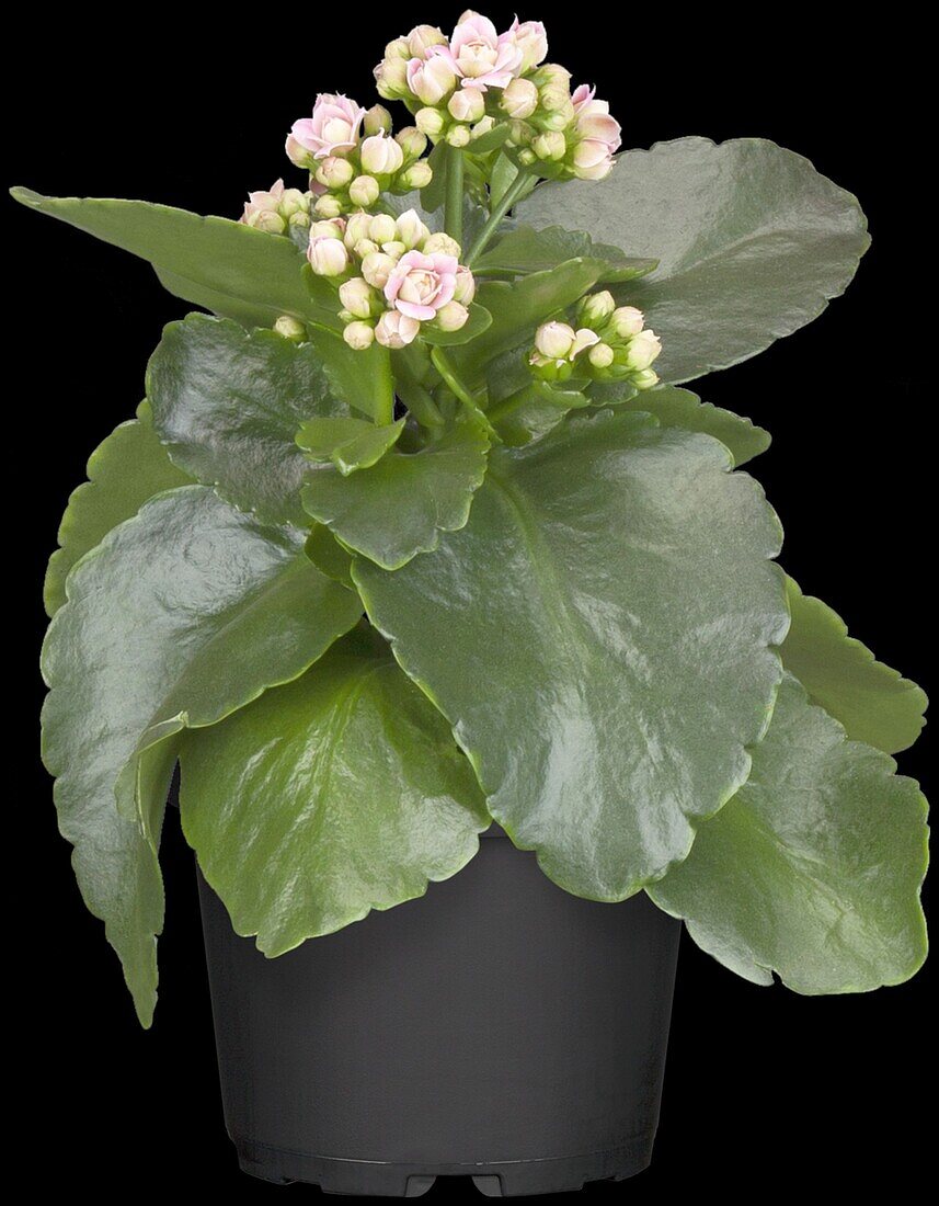 Kalanchoe blossfeldiana