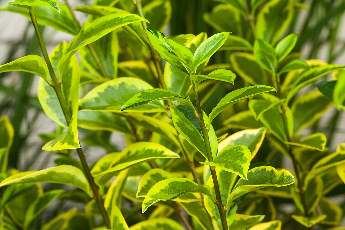 Ligustrum ovalifolium 'Aureum'