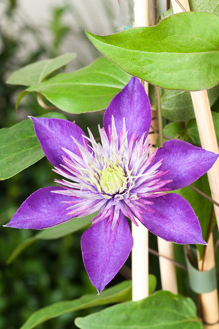 Clematis, blau