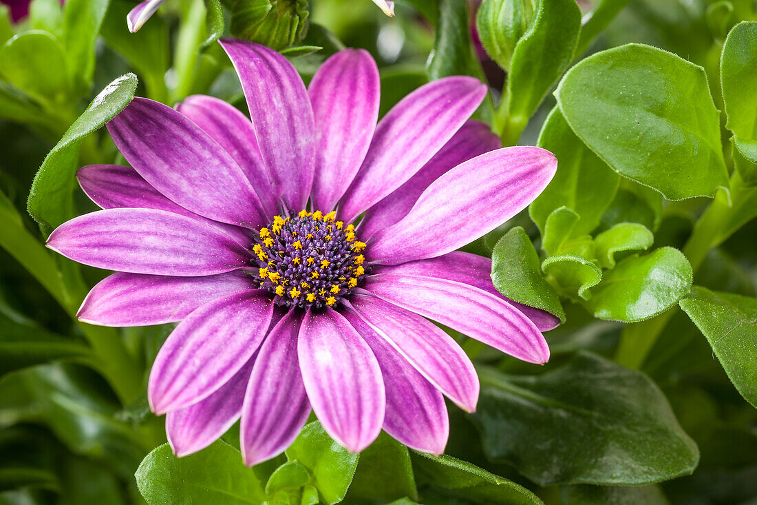 Osteospermum ecklonis