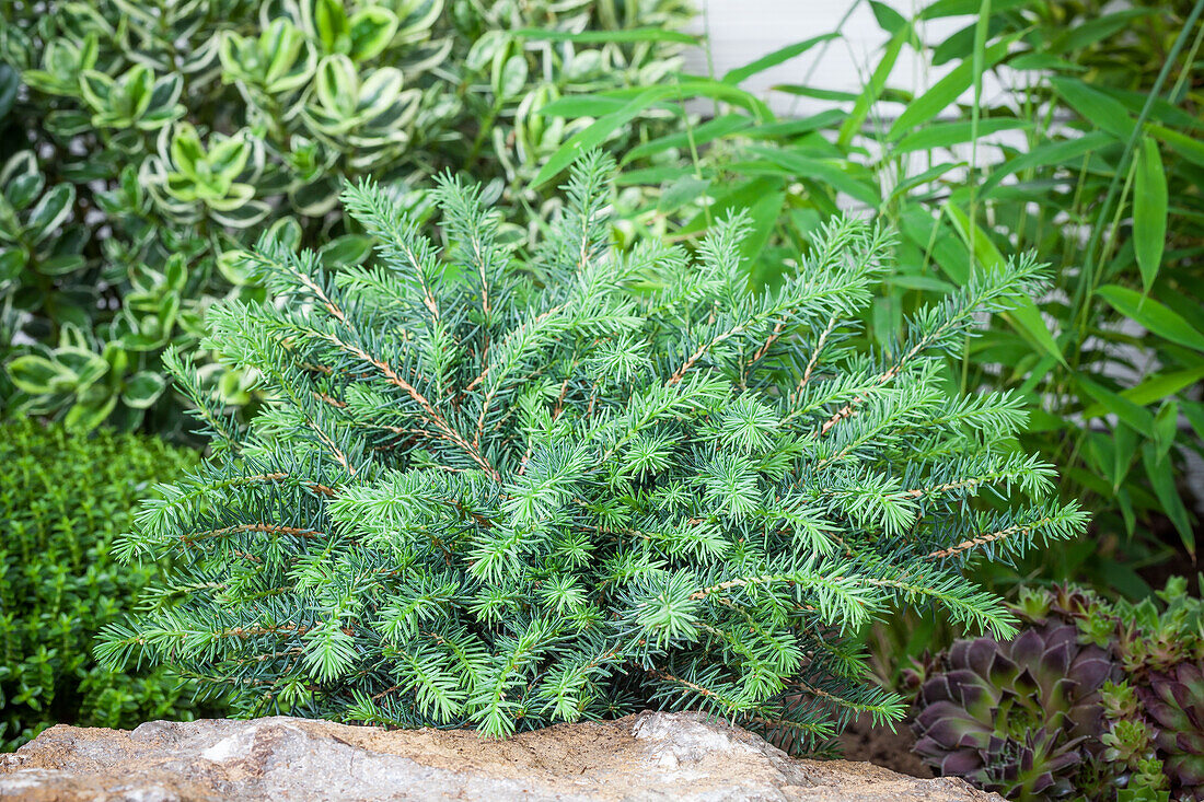 Picea omorika 'Karel'