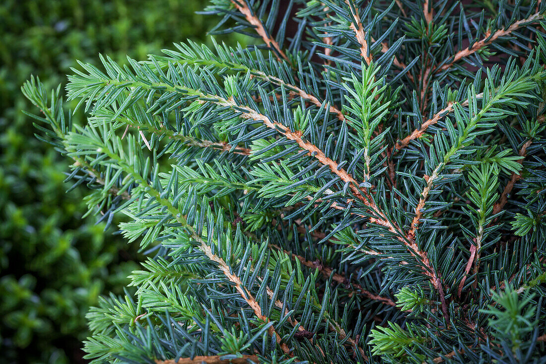 Picea omorika 'Karel'