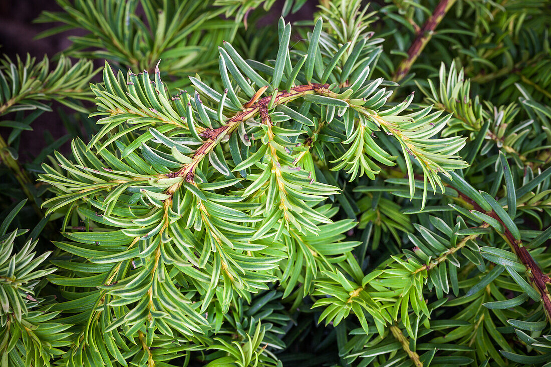 Taxus baccata 'Repandens Aurea'