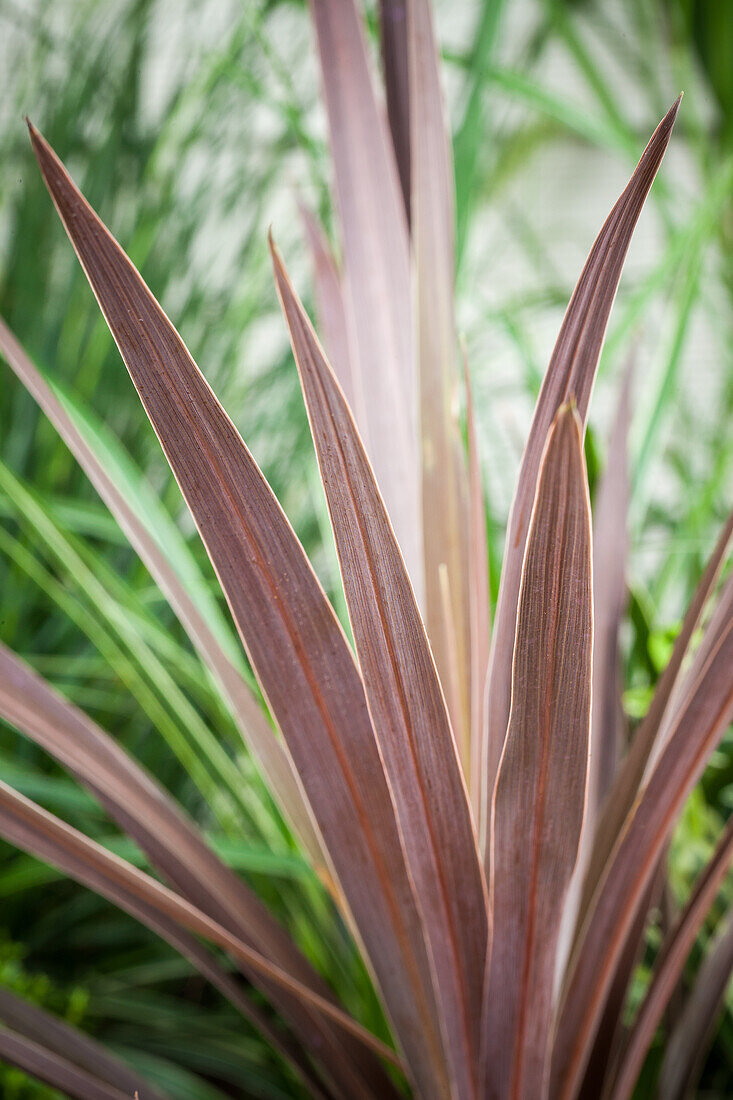 Cordyline australis