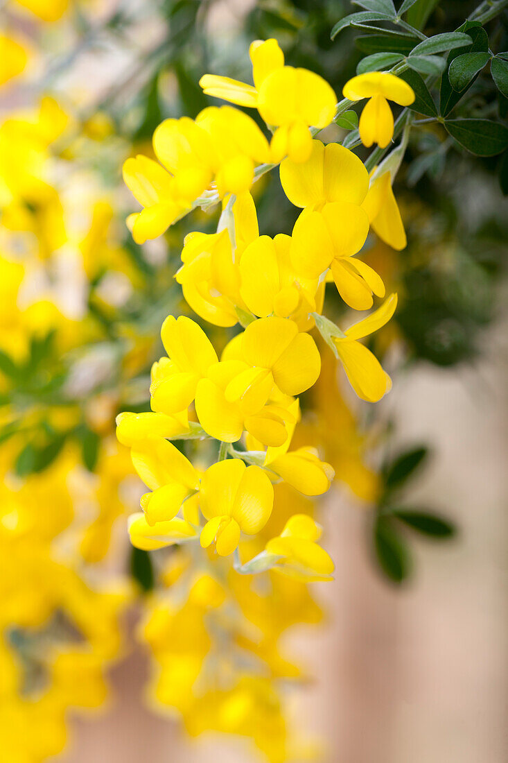 Cytisus racemosus