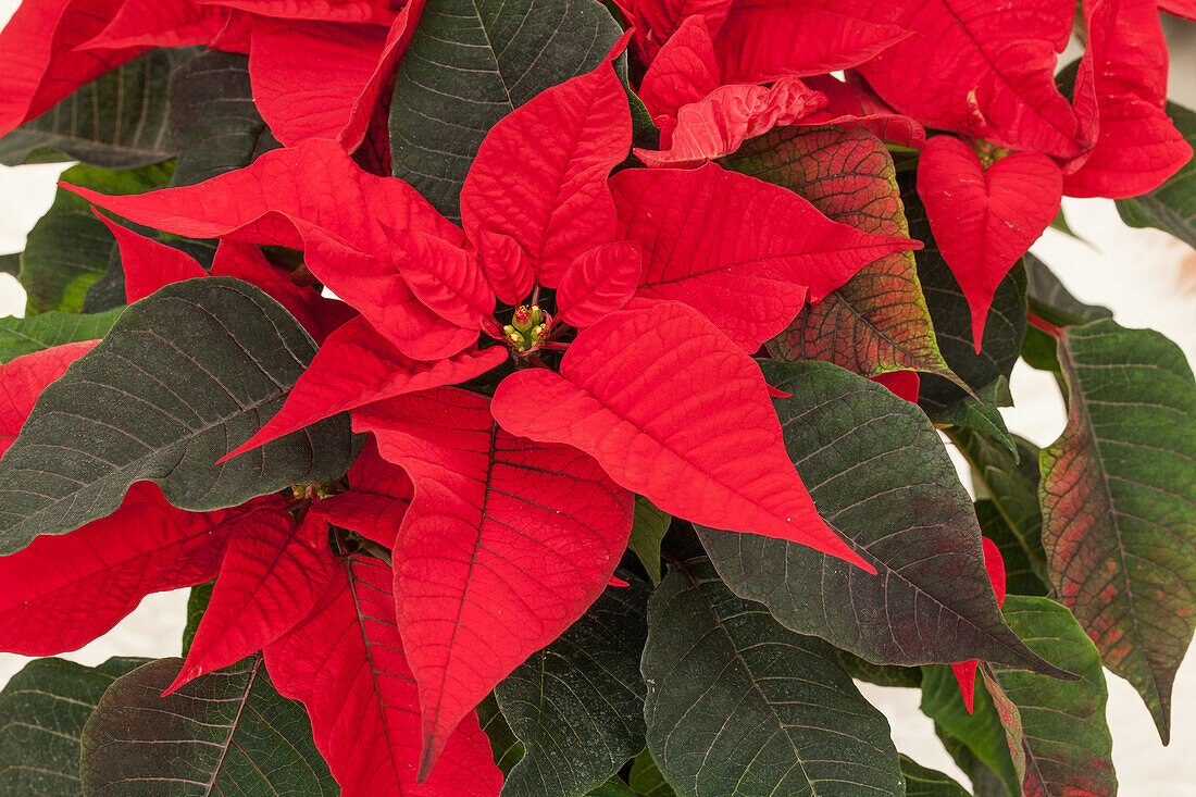 Euphorbia pulcherrima, red