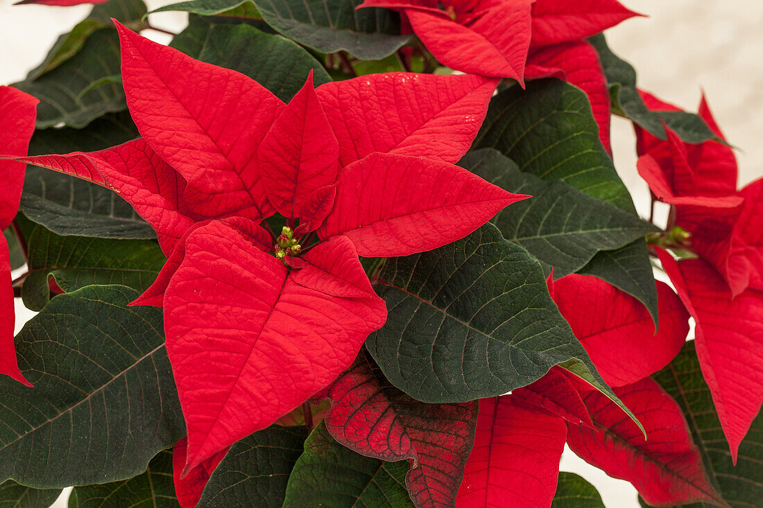 Euphorbia pulcherrima, red