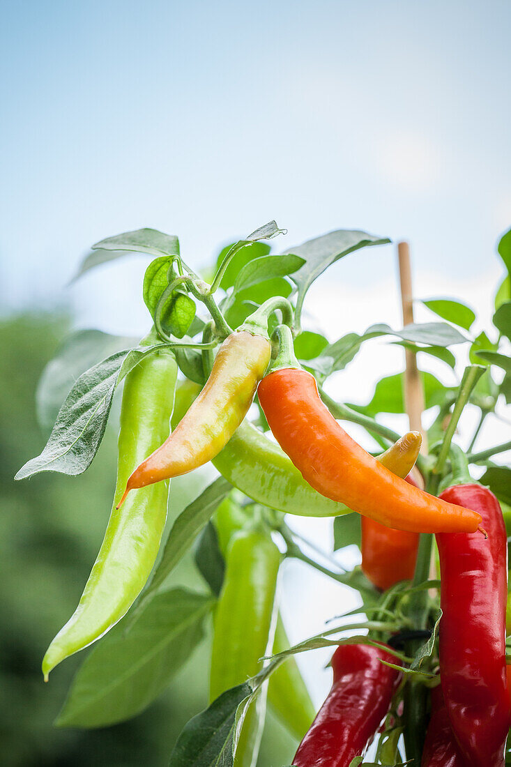 Capsicum annuum var. minimum