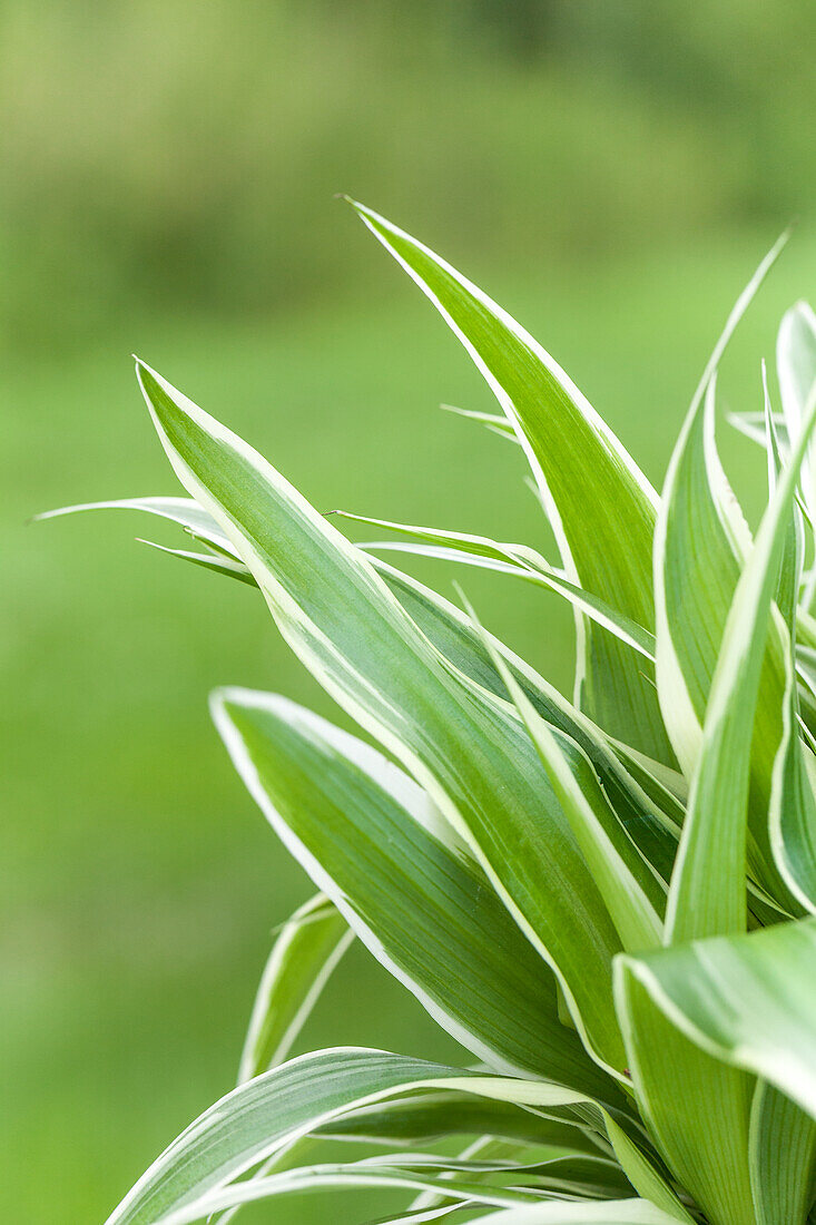 Chlorophytum comosum