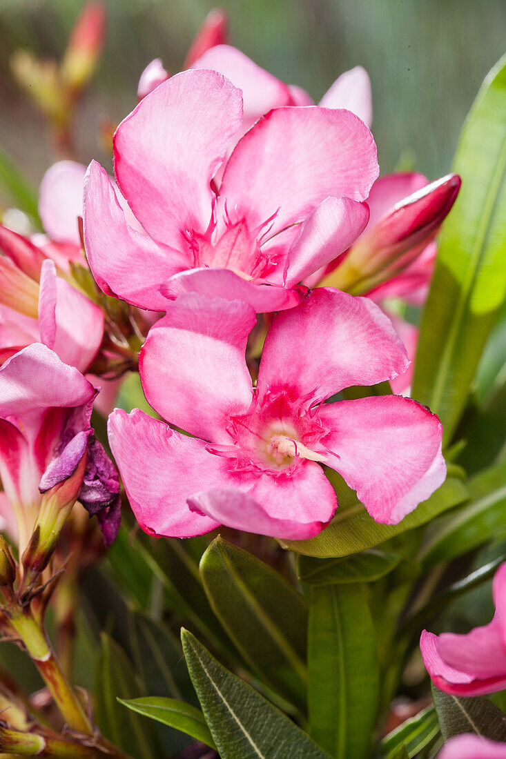 Nerium oleander, pink