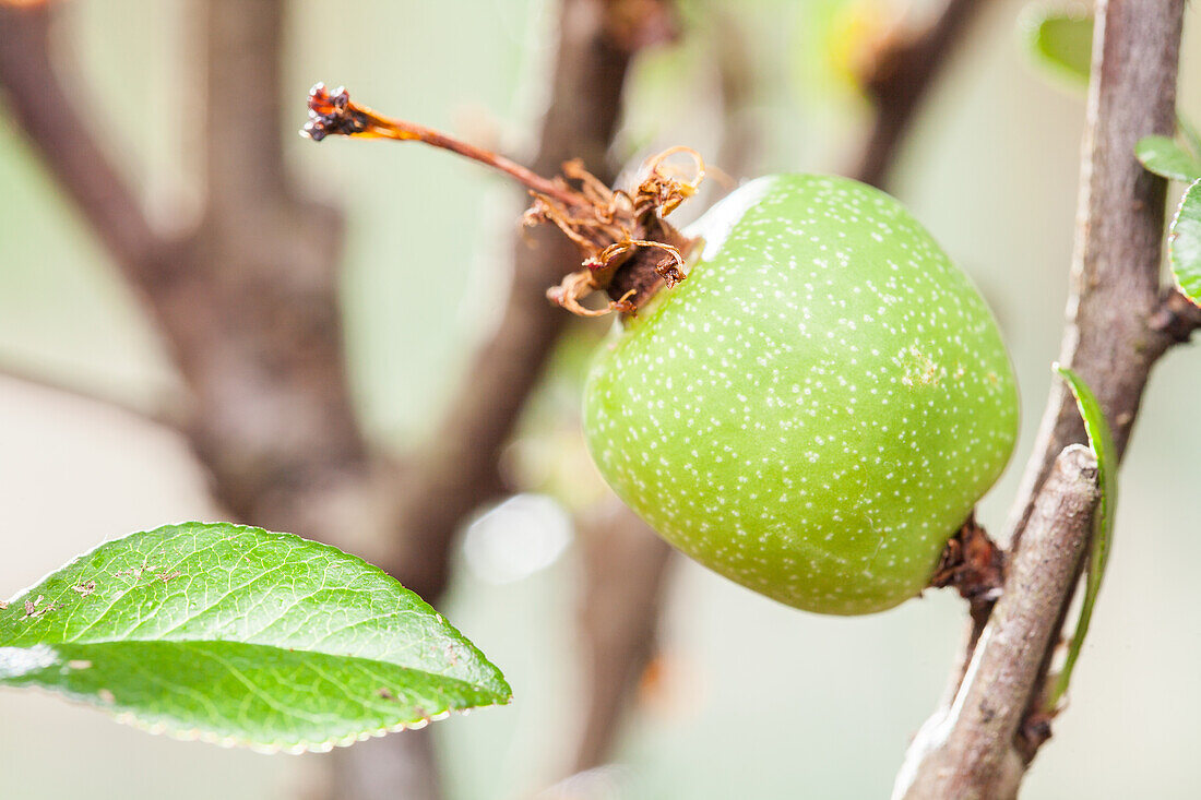 Ficus carica