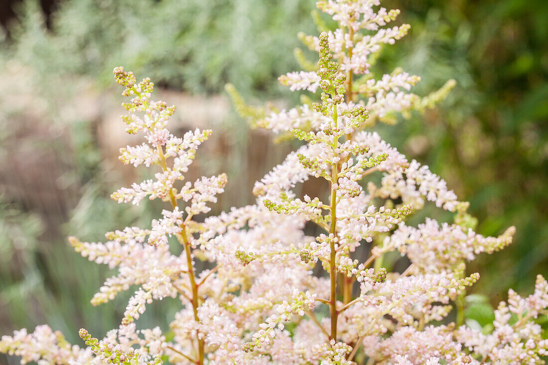 Astilbe