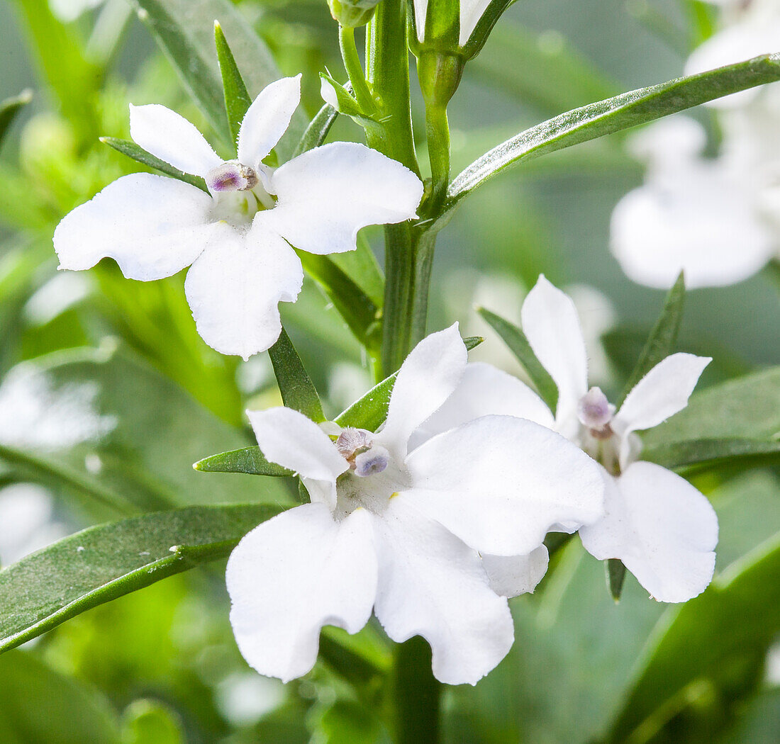 Lobelia erinus, white