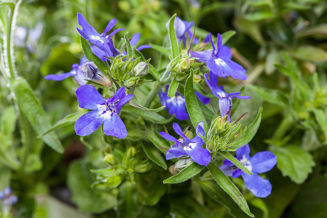 Lobelia erinus, blue