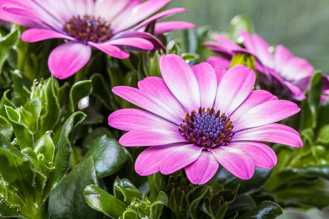 Gazania rigens