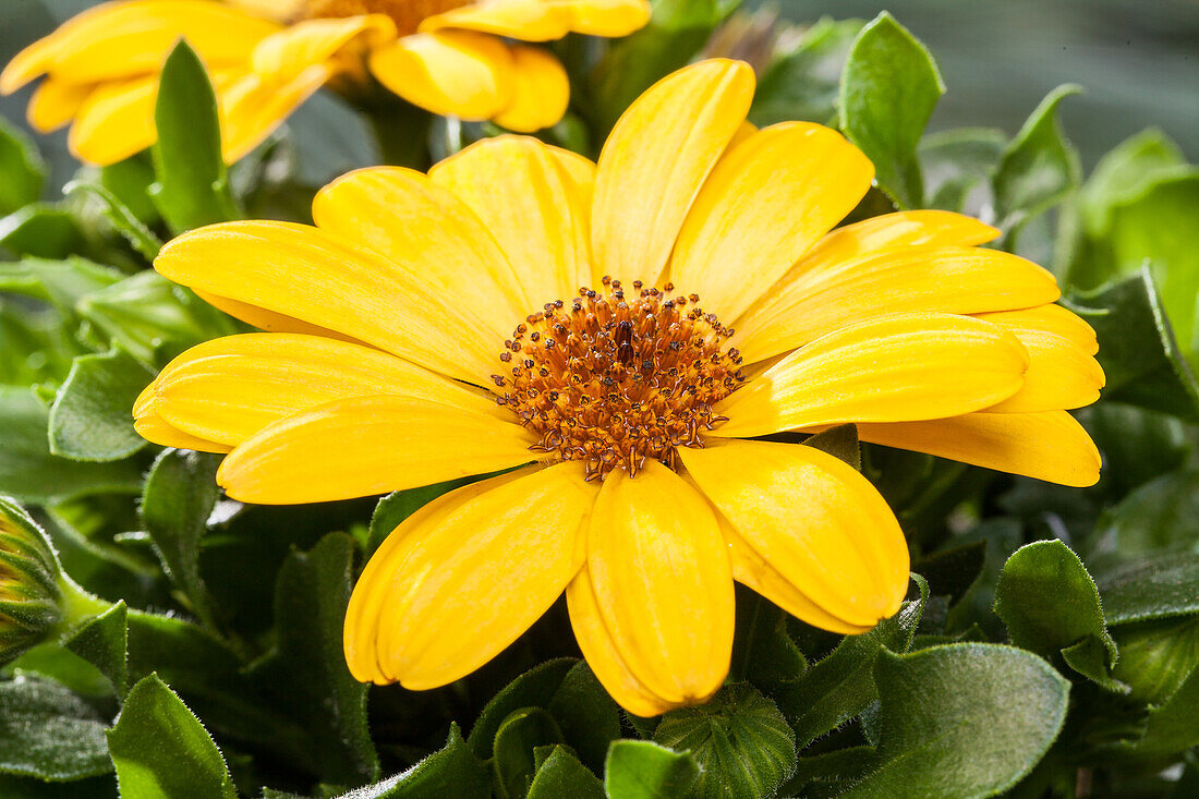 Gazania rigens