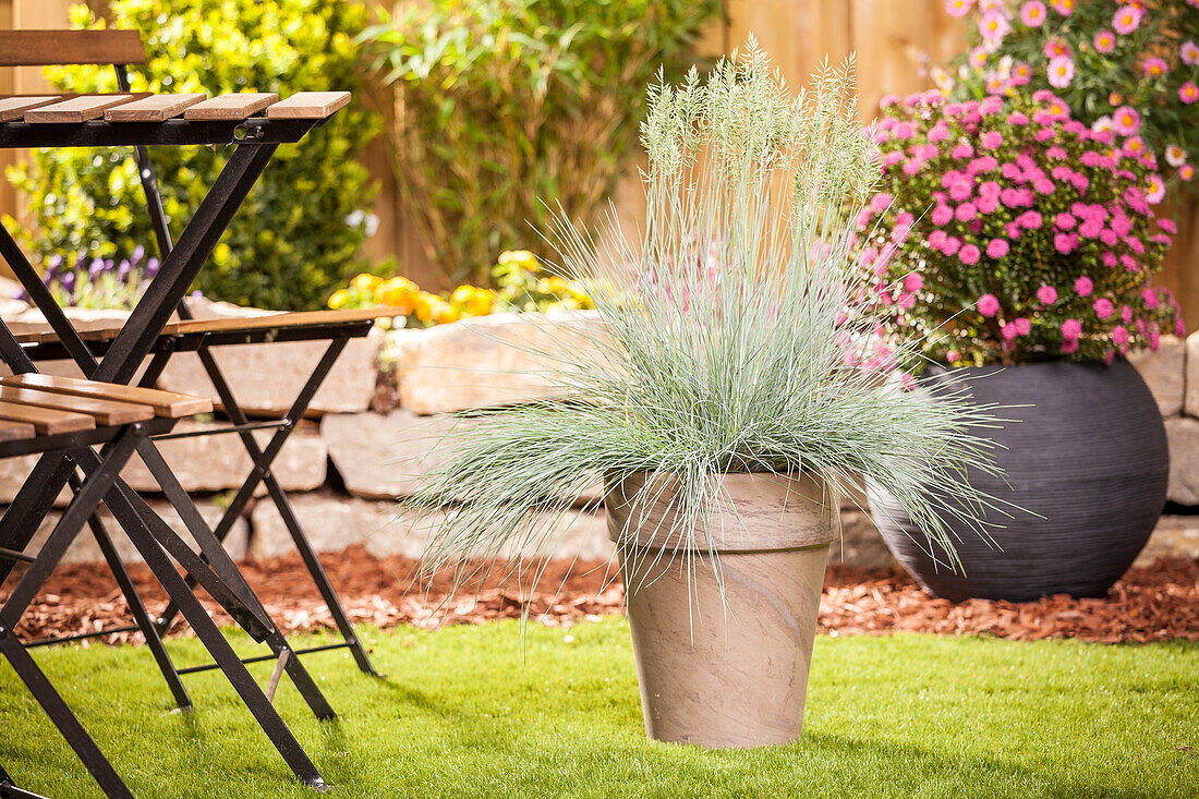 Festuca glauca 'Intense Blue'