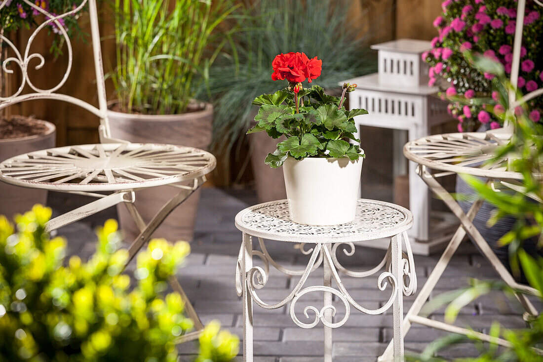 Pelargonium zonale, red