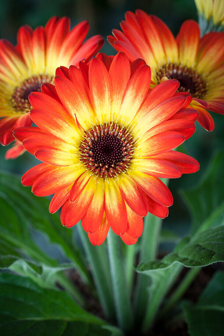 Gerbera jamesonii