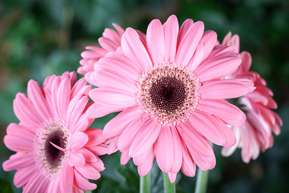 Gerbera jamesonii