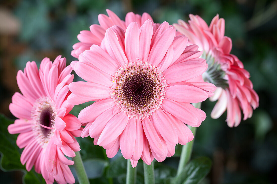 Gerbera jamesonii