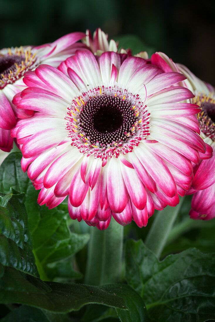 Gerbera jamesonii